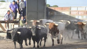 Salida de los corrales de un encierro del año pasado. :: F. JIMÉNEZ